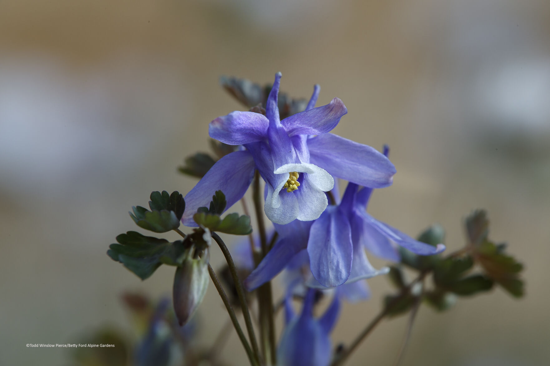 alpine gardens 3.jpg